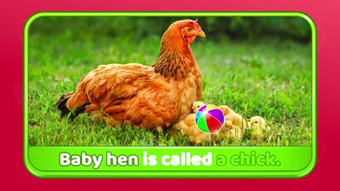 Animal Names for Kids _ Animals Sounds _ Baby Names _ Educational Videos For Kids