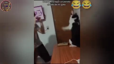 BEST FUNNIEST CATS AND DOGS VIDEOS 2024 😂🤣 FUNNY ANIMAL VIDEOS