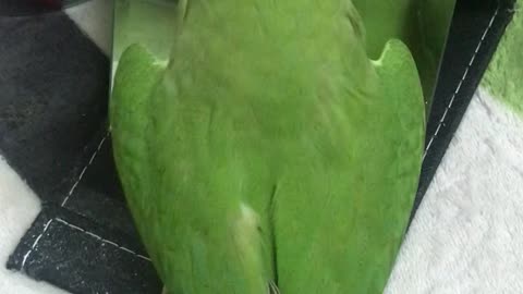 Cute Parrot Enjoys Dancing in the Mirror