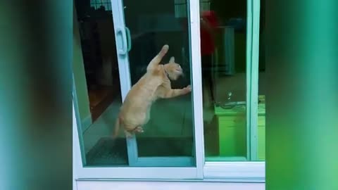 Funny Cat Videi 16