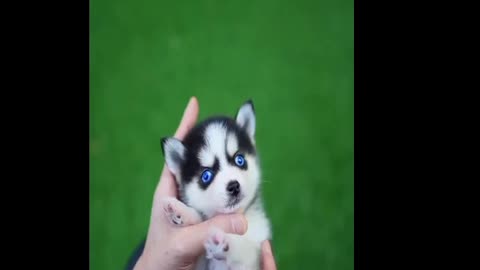 Micro Husky Puppy ''Real'''