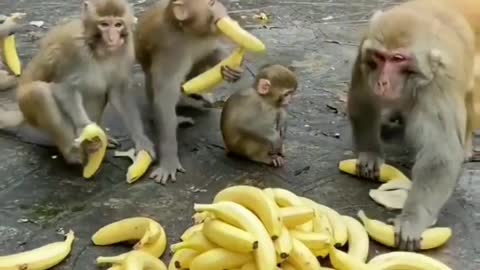 MONEY'S EATING BANANA 🍌S FULL HUNGRY DONET SOME HUMANS