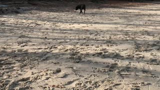 Doggy Freedom at the Beach