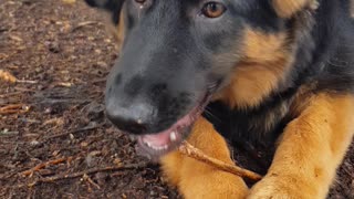 Puppy dressed as bat adorably destroys sticks for halloween