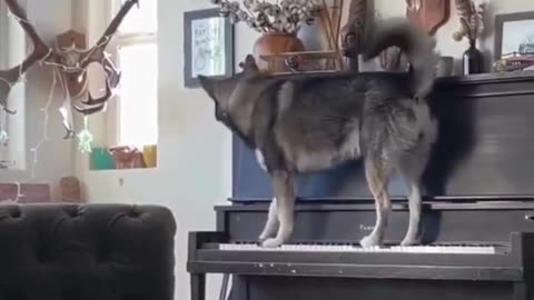 Husky Hits the High Notes! 🐺🎹🎤🎶😂👏