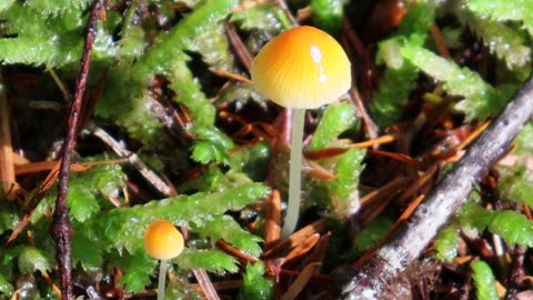 Orange-Yellow Bonnet