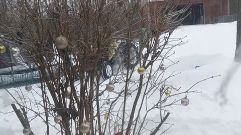 Tractor Stuck in Snow