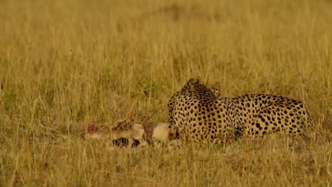 Cheetah - Chase Compilation