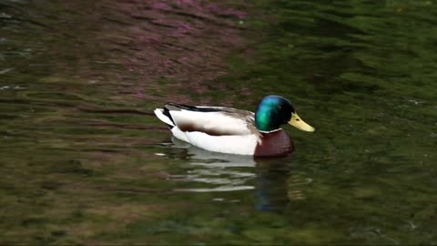 Calm and quiet in the lake with a duck