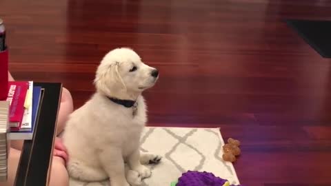 Atlas, a little golden hair who likes to watch cartoons, looks so cute when he puts his toys away