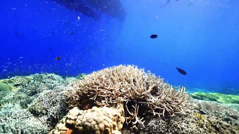 Tranquility under the sea