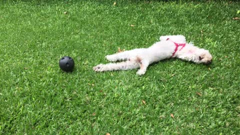 Dog Playing on the Grass With Ball