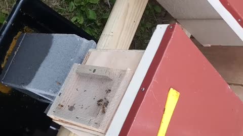 Breeder queens set up in nuc bee boxes.