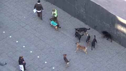 MUST SEE!! POLICE DOG ATTACKED BY PACK OF STRAY DOGS