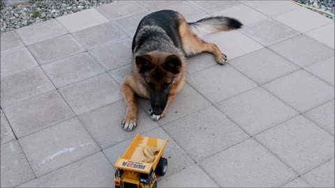 German Shepherd Puppy Dog Chicken Wing Deliver by RC Dump Truck