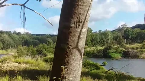 25.8.2024 The Barron River, Kuranda