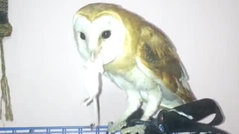 Golden owl swallows a mouse