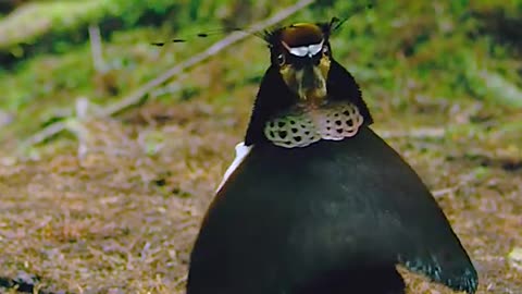 A beautiful birds in nature with beautiful colours