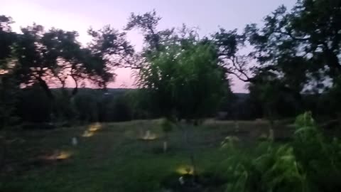 Central Texas homestead orchard