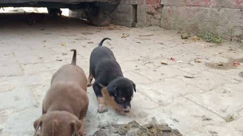 New born puppies playing.