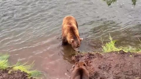 "Bears LOVE Clams! 🐻 Watch Bears Sniff Out & Dig Up Clams for a Delicious Beachside Breakfast!