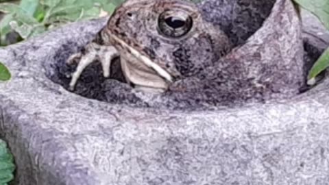 Cute Toad Popping out of Hole