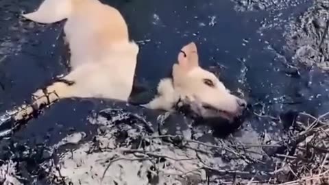 Rescue stray dogs trapped in molten rubber in the hot sun