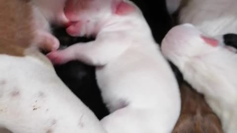 AMAZING! Pit Bull gives birth to puppies - part2