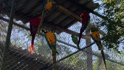 Beautiful Macaws - Araras em São Paulo