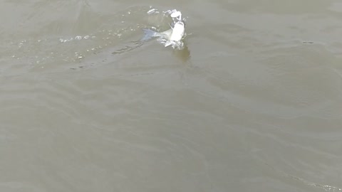 White bass fishing Douglas lake tn.