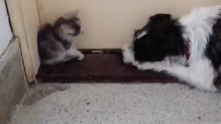 Cutie kitty and playful puppy