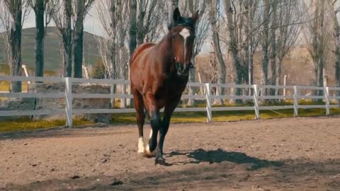 farm animals - Som dos Animais da Fazenda - Cavalos Relinchando