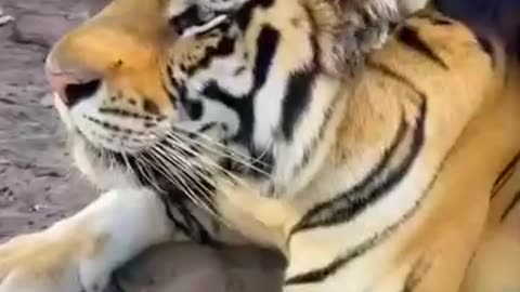 the unusual but pure friendship between a bear and a tiger