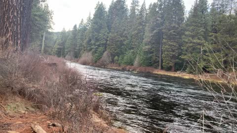 The Serene Shoreline of Metolius River – Central Oregon