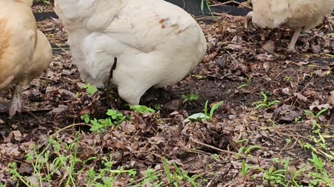 OMC! Whitey competing with the Orpingtons for worms! #chickenlife #worms #pecking #shorts #hens