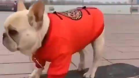 Dog camera hilariously captures Thug Life Of Skating Alone Watch Till End