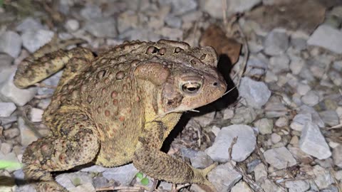 American Toad