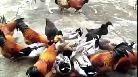 Chicken VS Dog Fight - Funny Dog Fig