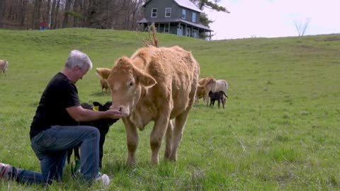 Maid brings cow her favourite food after giving birth to a new baby