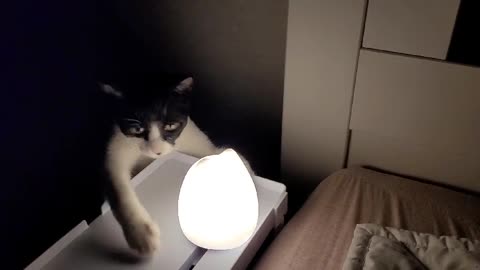 A cat interested in mood lights