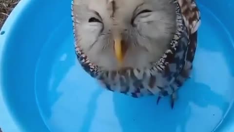 Little owl came down for a quick drink in the backyard !