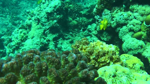 NO SOUND - Red Sea corals and reef fishes