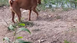 Dog's Strange Dragging Game