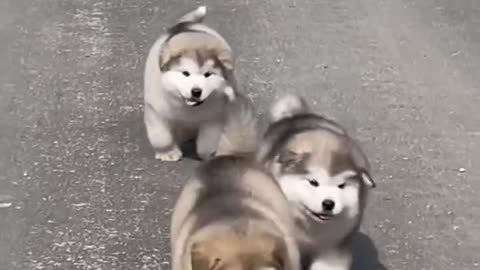 Puppy love (cute Husky Puppy)