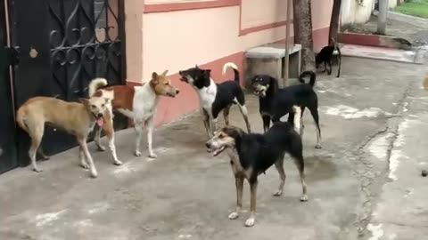 Dog video