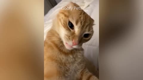 Videos De Risa 2020 nuevos 😂 Animales Graciosos - Momentos Divertidos De Gatos y Perros Chistosos