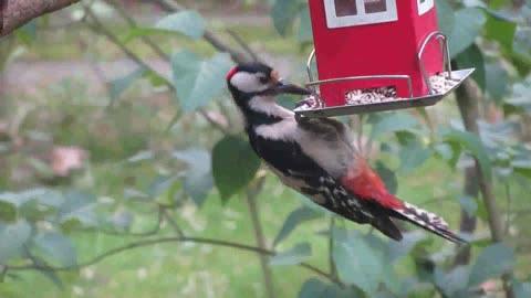 A Woodpecker Perched And Eating On A Bird Food