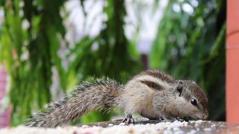 Close-up footage of squirrel