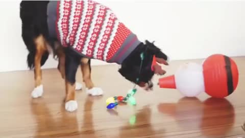 Black dog in christmas sweater plays with santa lantern