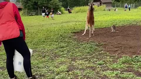 Kangaroo fight at petting zoo Kelowna BC